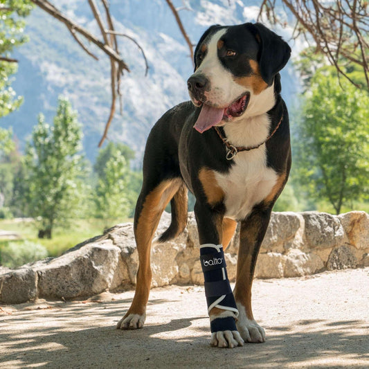 Hilft eine Knie-Orthese nach Kreuzbandriss oder Patellaluxation? - Trittwerk.com