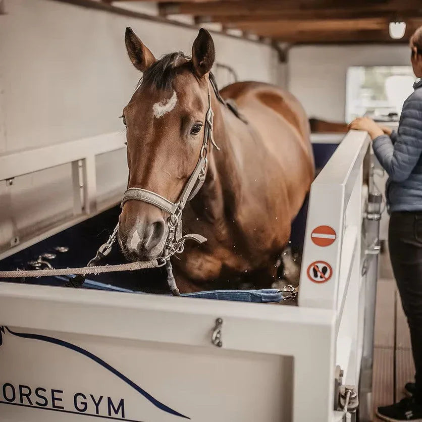 Sehnen- & Bänderverletzungen beim Pferd: Ursachen, Reha – und wie Bandagen & Orthesen helfen - Trittwerk.com