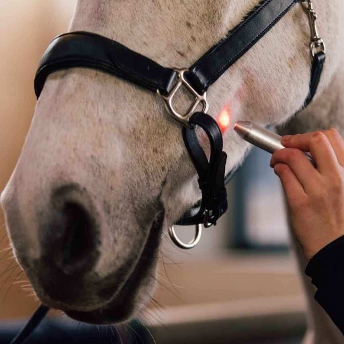 Activomed WLP Pointer Laser für Pferde