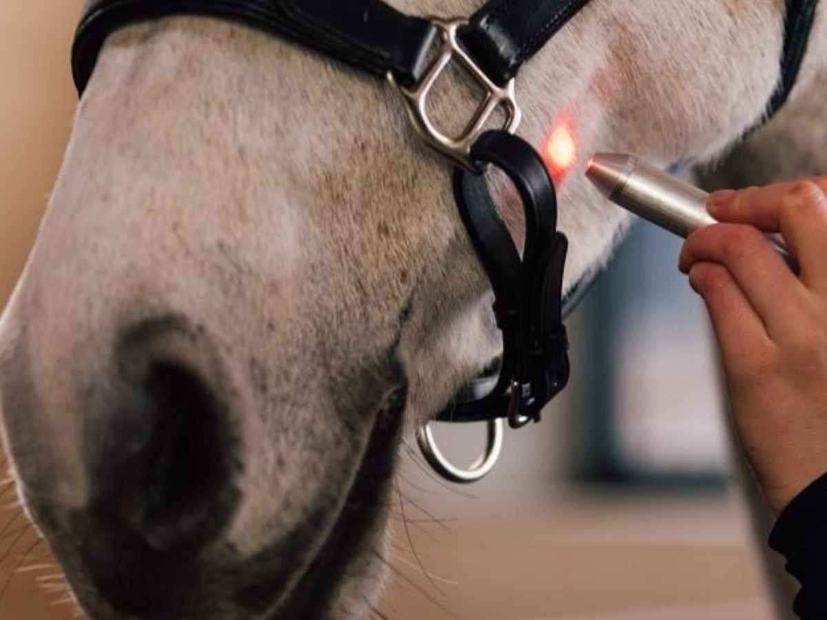 Activomed WLP Pointer Laser für Pferde