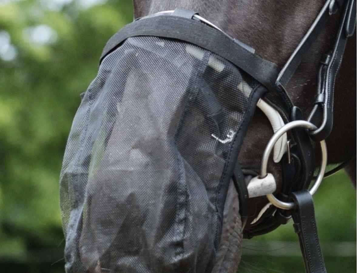 EQuest Fliegenschutz Headshaking