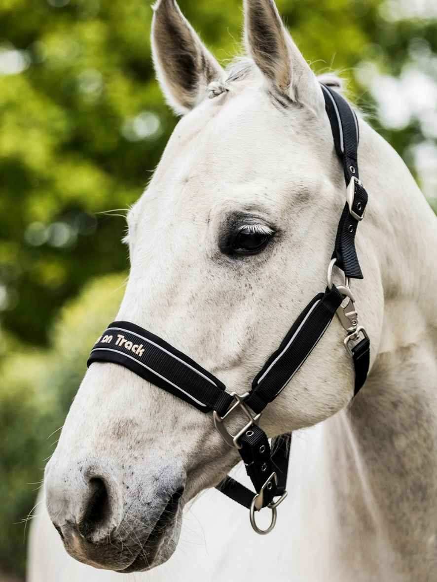 BACK ON TRACK Halfter Werano mit Reflektorstreifen