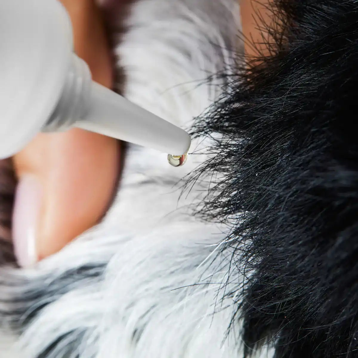 Tierliebhaber Z-Spot