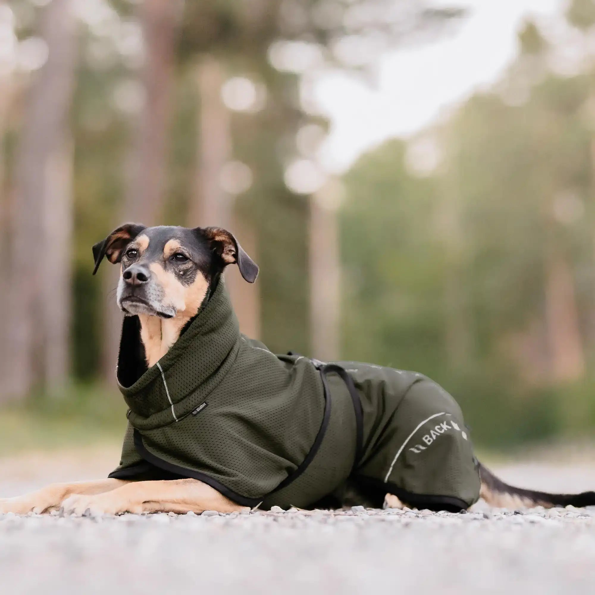 Back on Track BAY Netz-Hundemantel, Hoher Rutenansatz