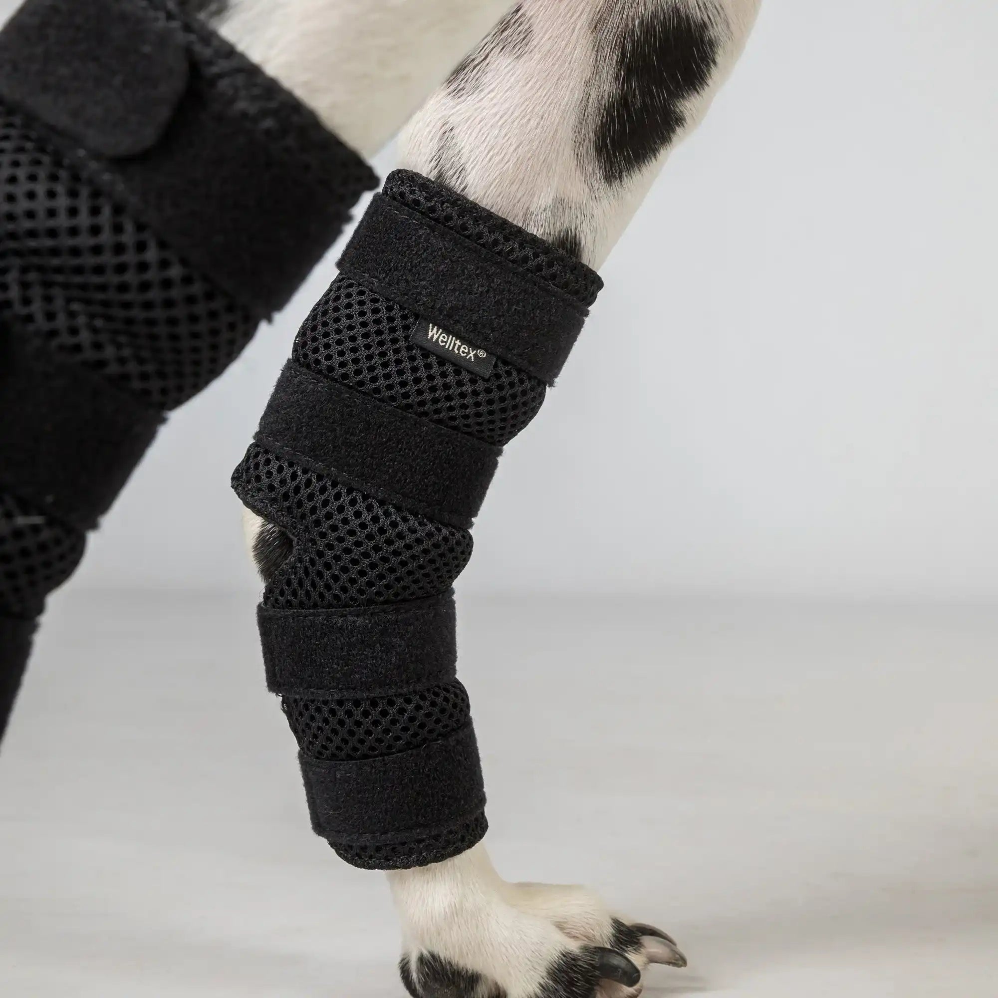 Hunde-Sprunggelenkschoner