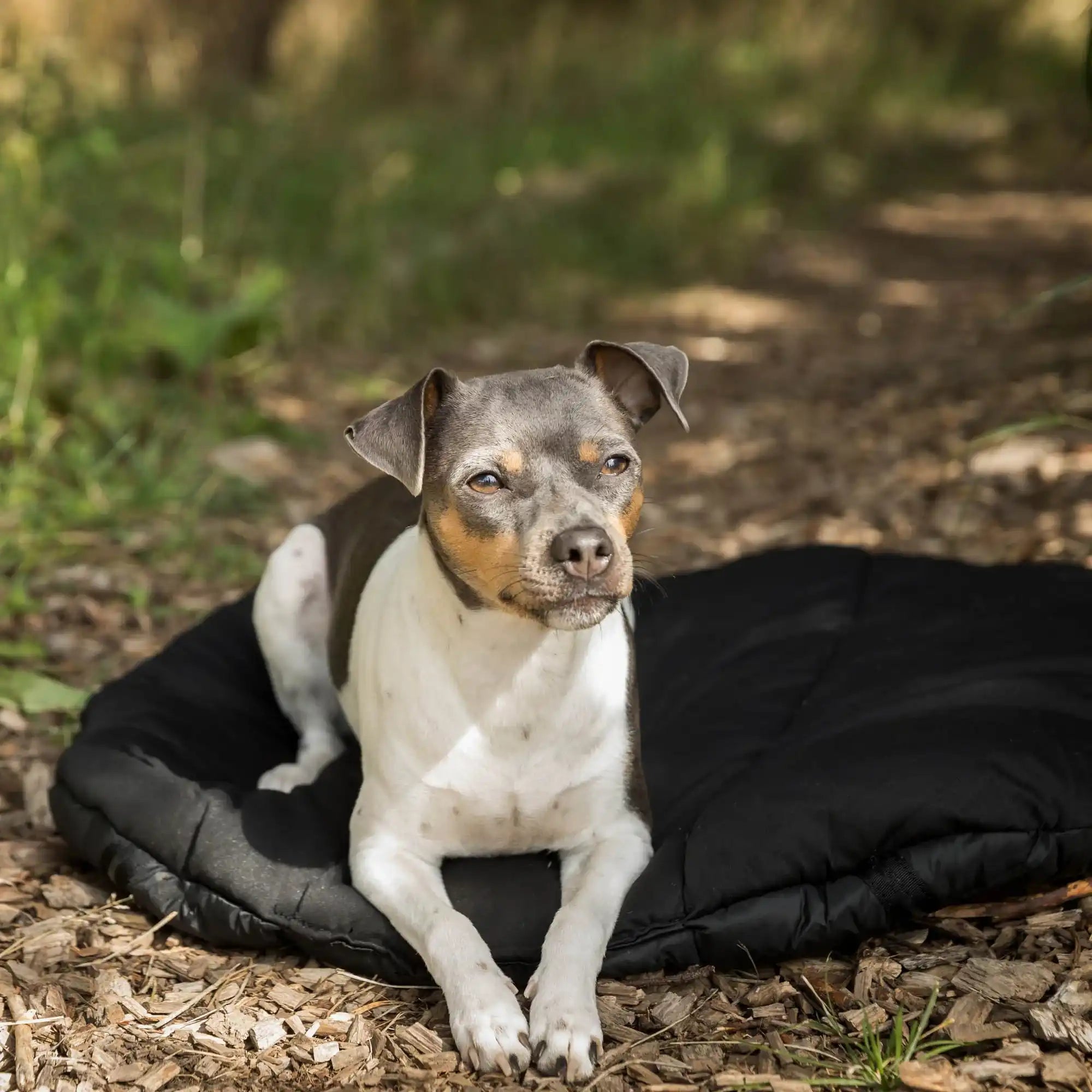Back on Track Ovales Hunde-Reisebett