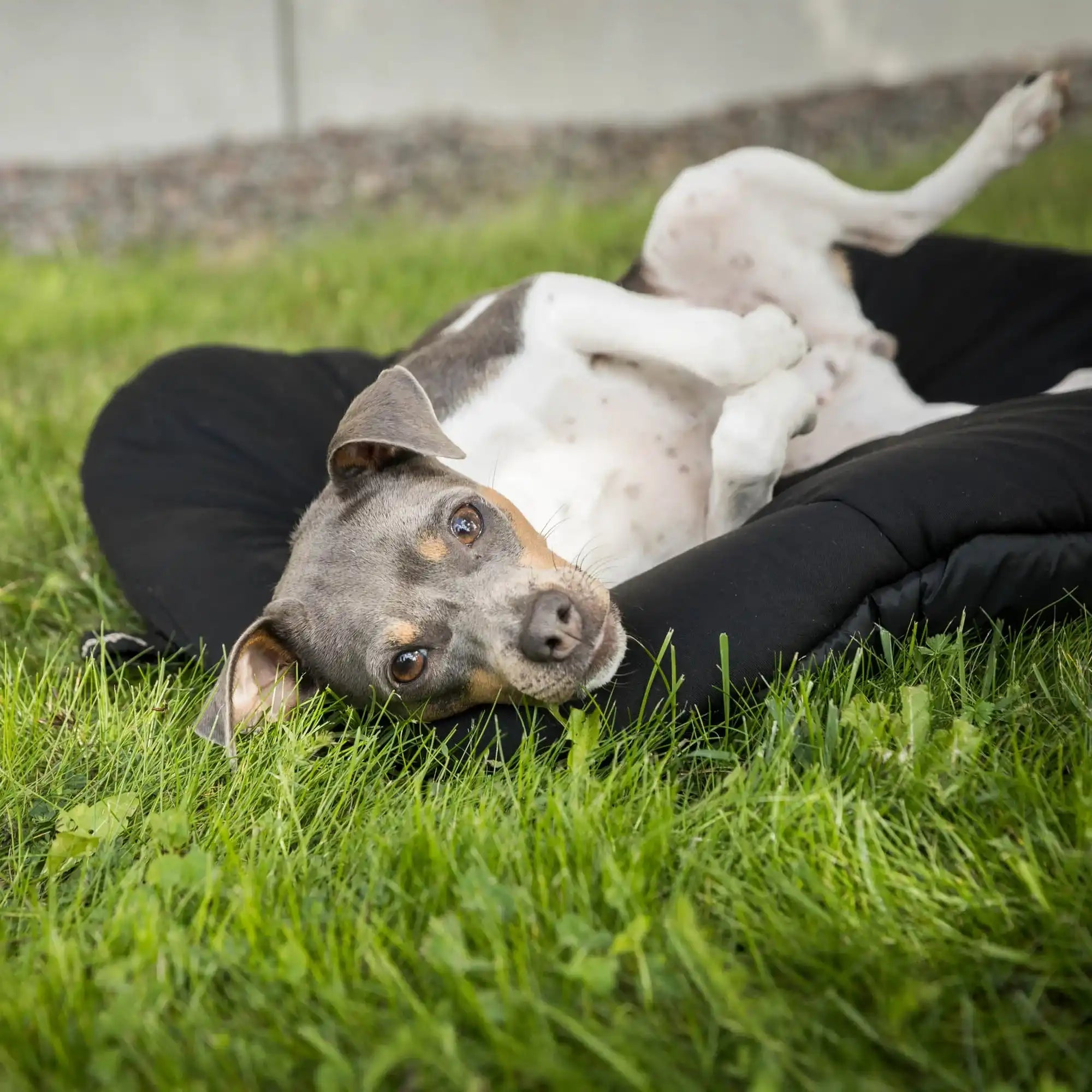 Back on Track Ovales Hunde-Reisebett