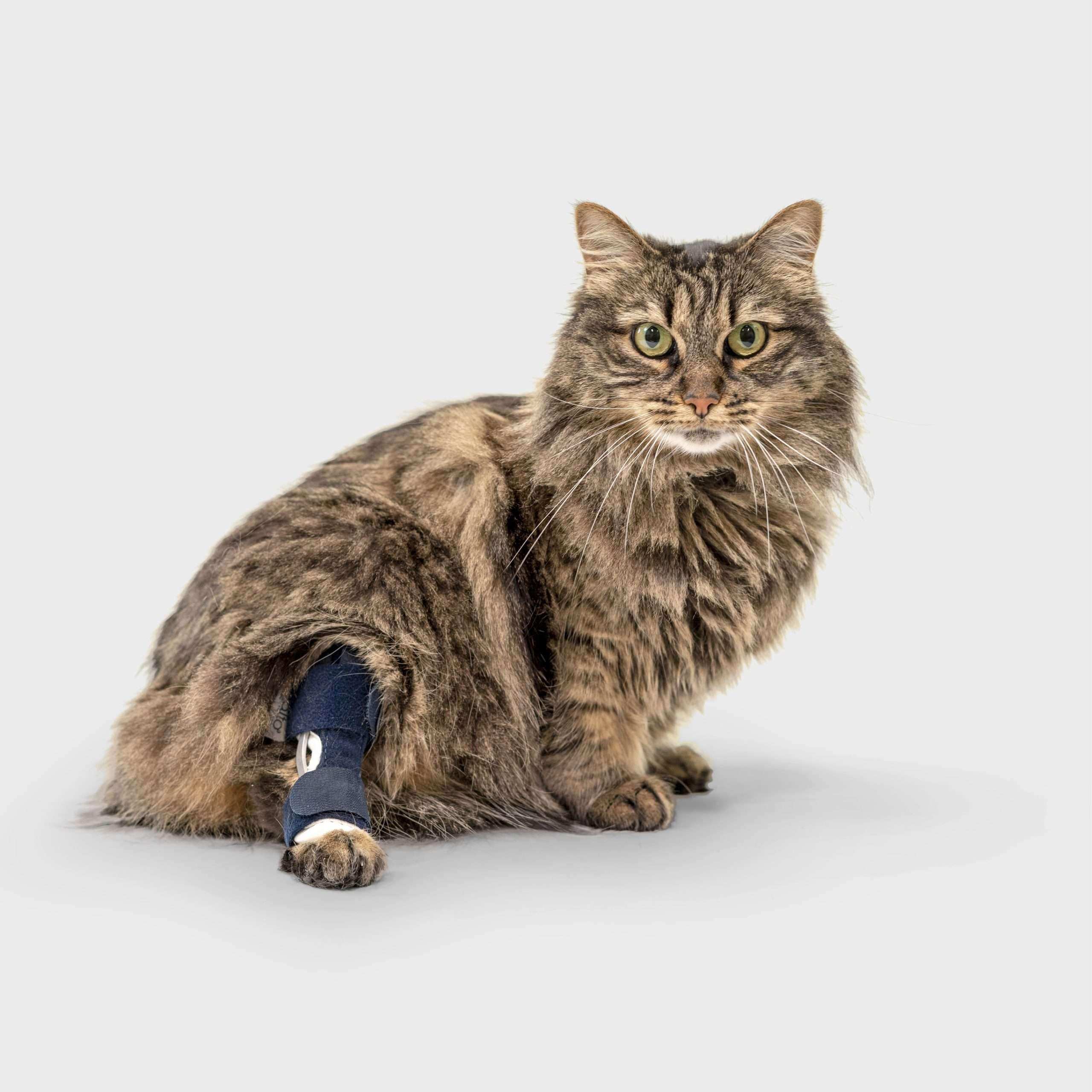 Katzen Sprunggelenkorthese
