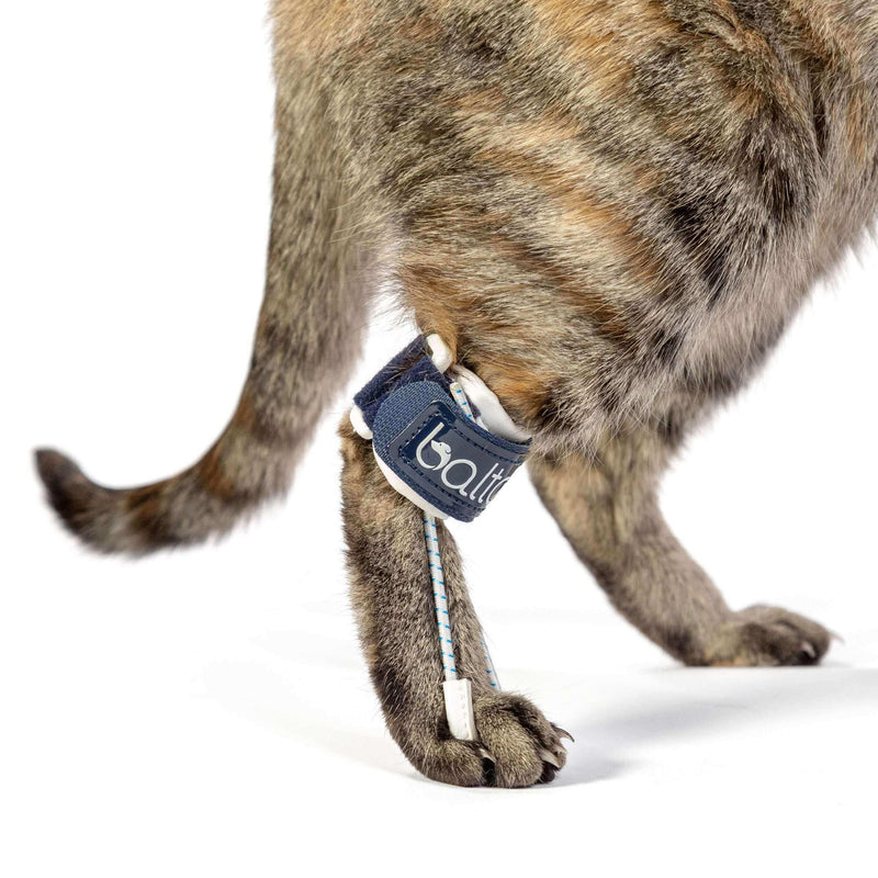 Katzen Orthese bei Überbeugung der Phalangen