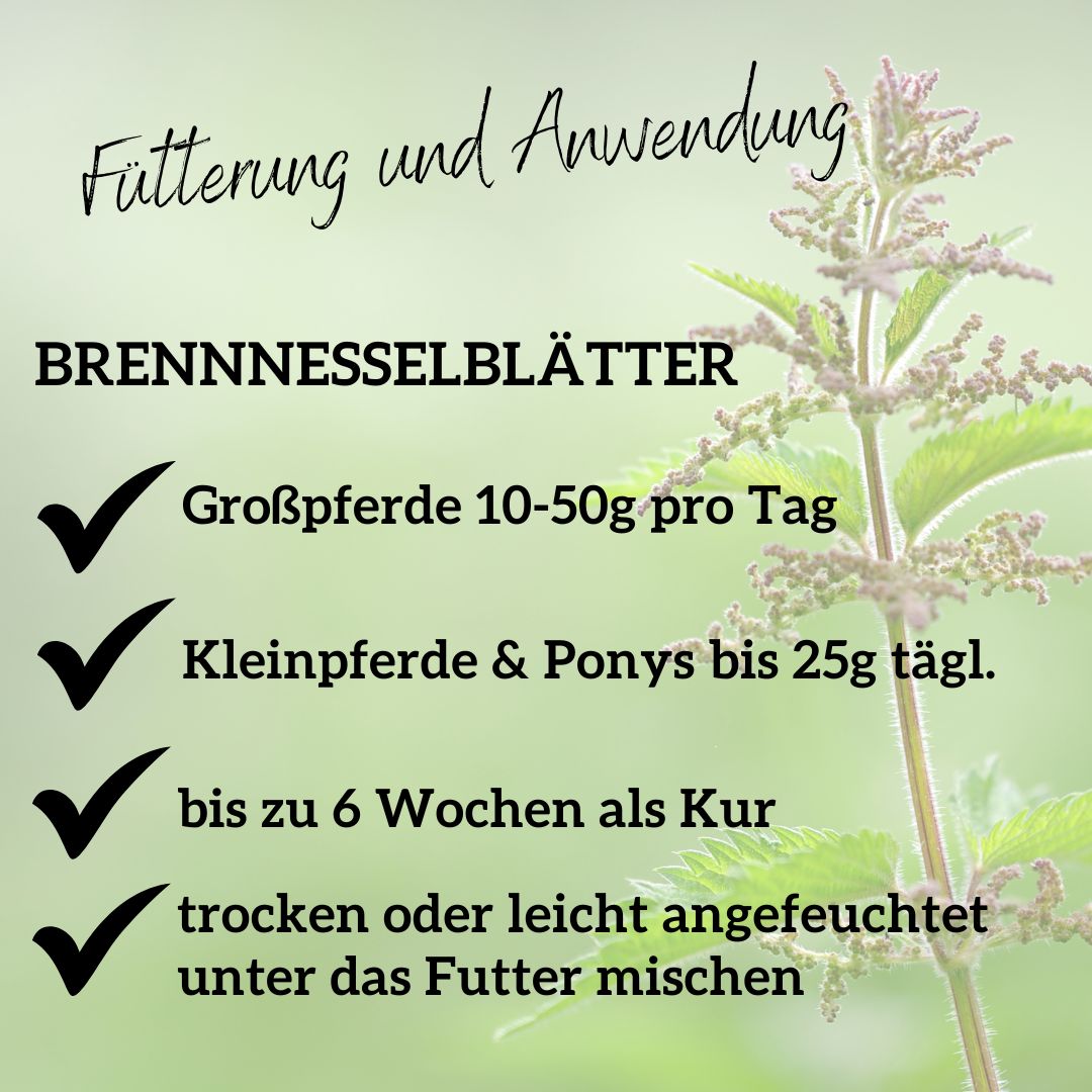 Brennnessel für Pferde für Niere, Stoffwechsel, Gelenke & Haut
