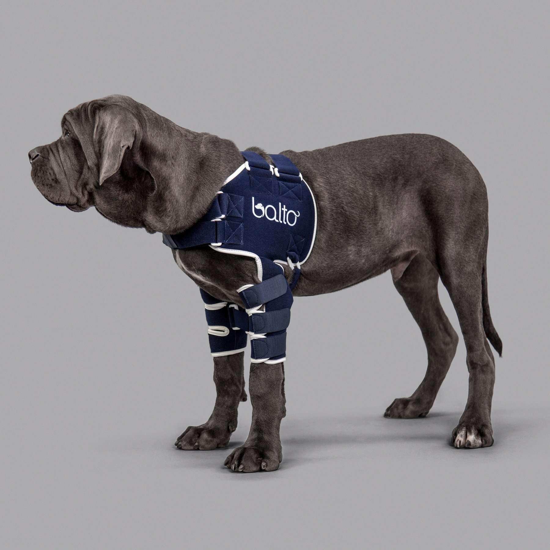 Hunde Orthese zur stabilisierung der schulter