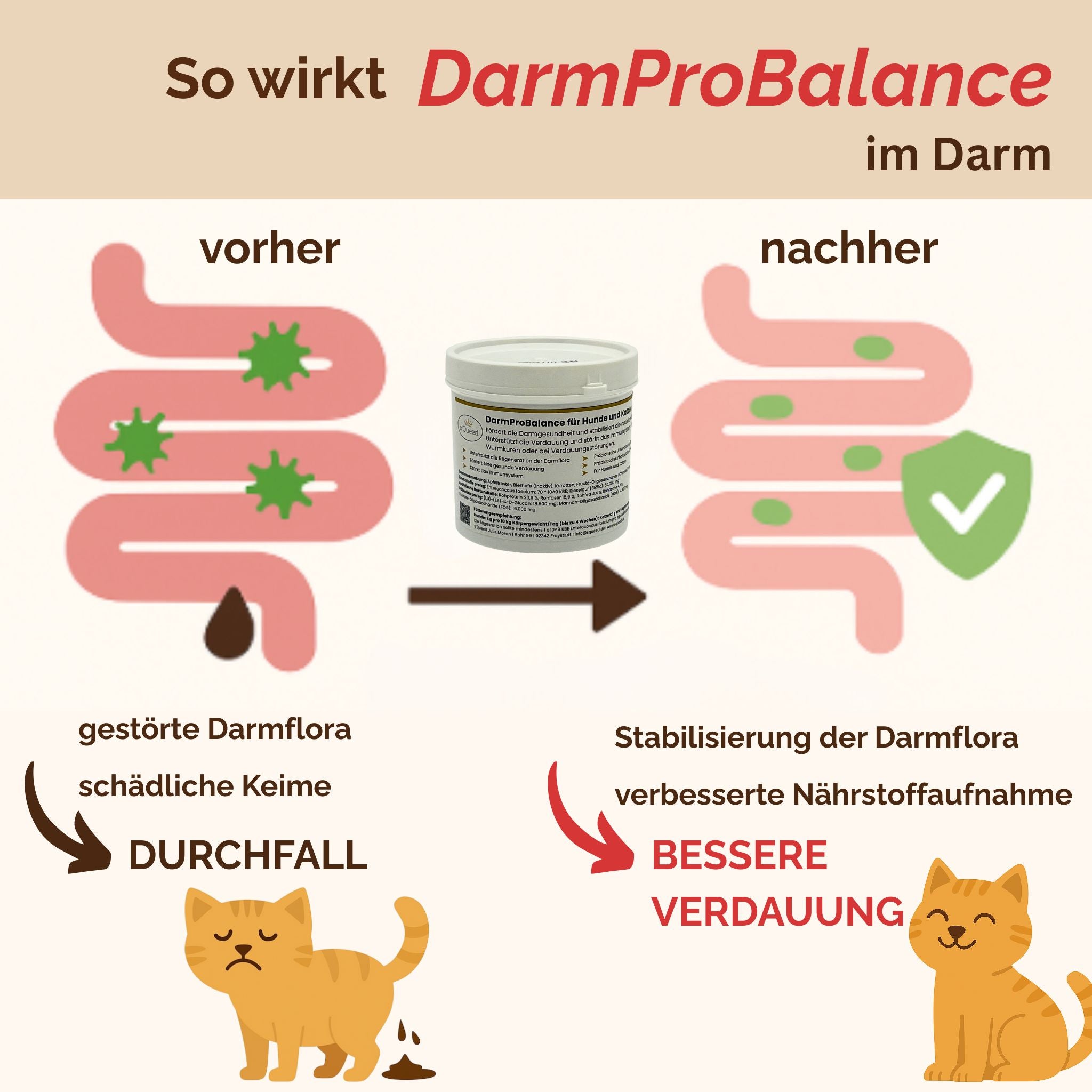 Darmpulver Katze - Durchfall und  Erbrechen Katze -Darmflora Katze aufbauen
