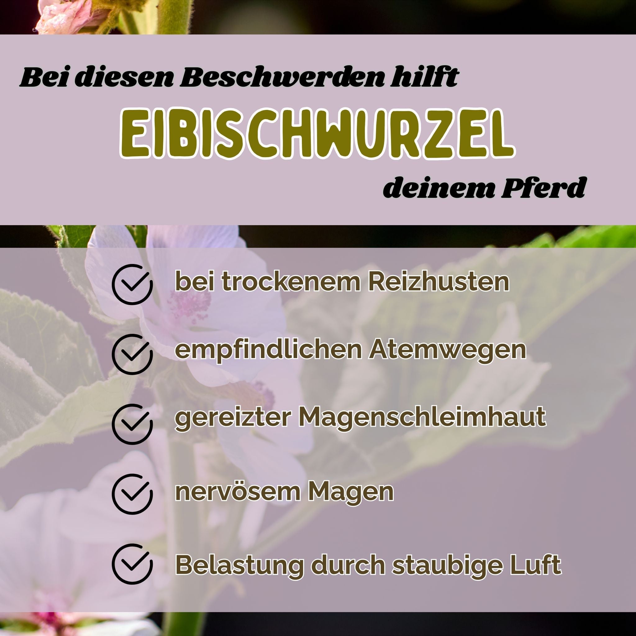 Eibischwurzel Pferd - Hustenkräuter für Pferde - Magenkräuter Pferd