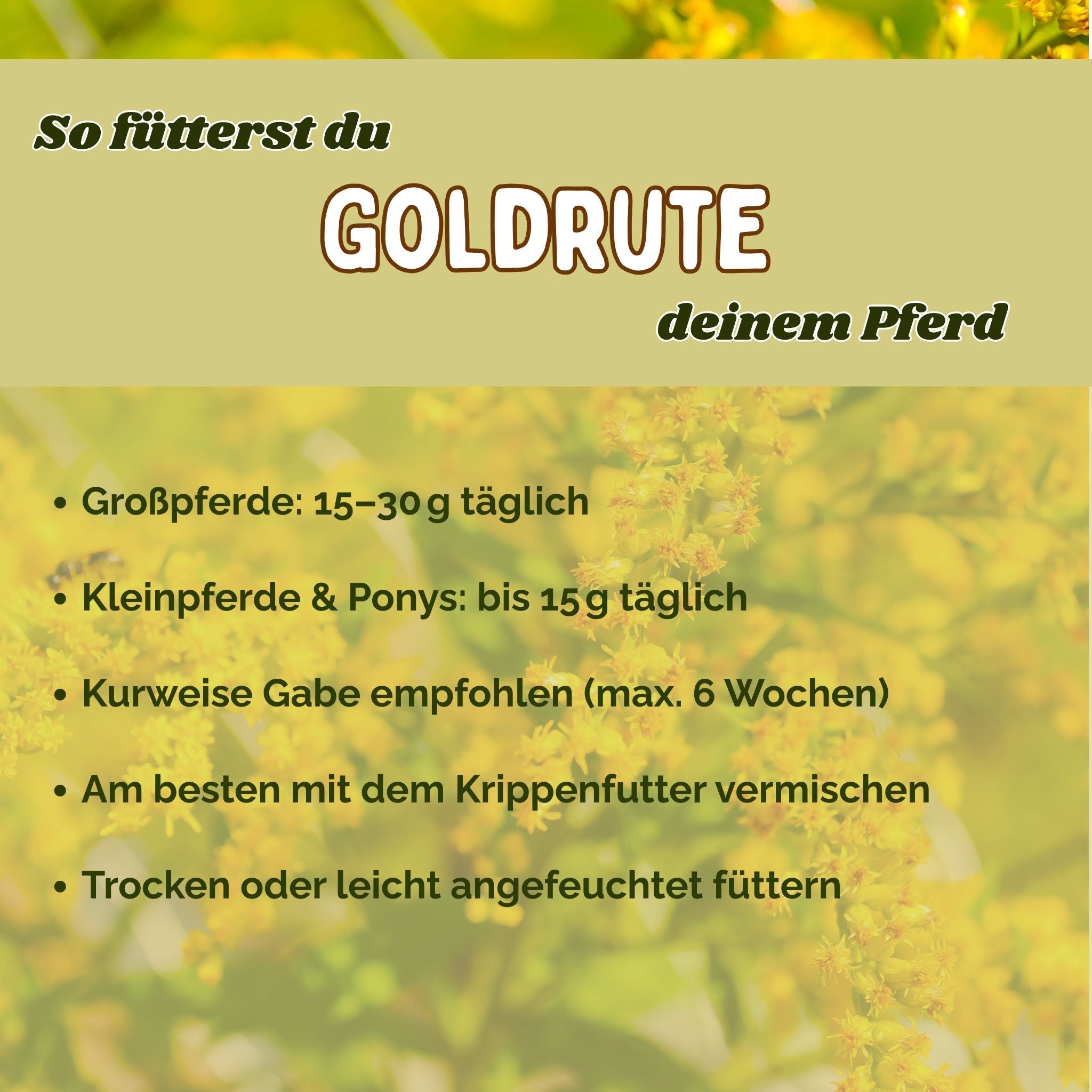 Goldrute Pferd bei Stoffwechselproblemen und für gesunde Nieren und Blase