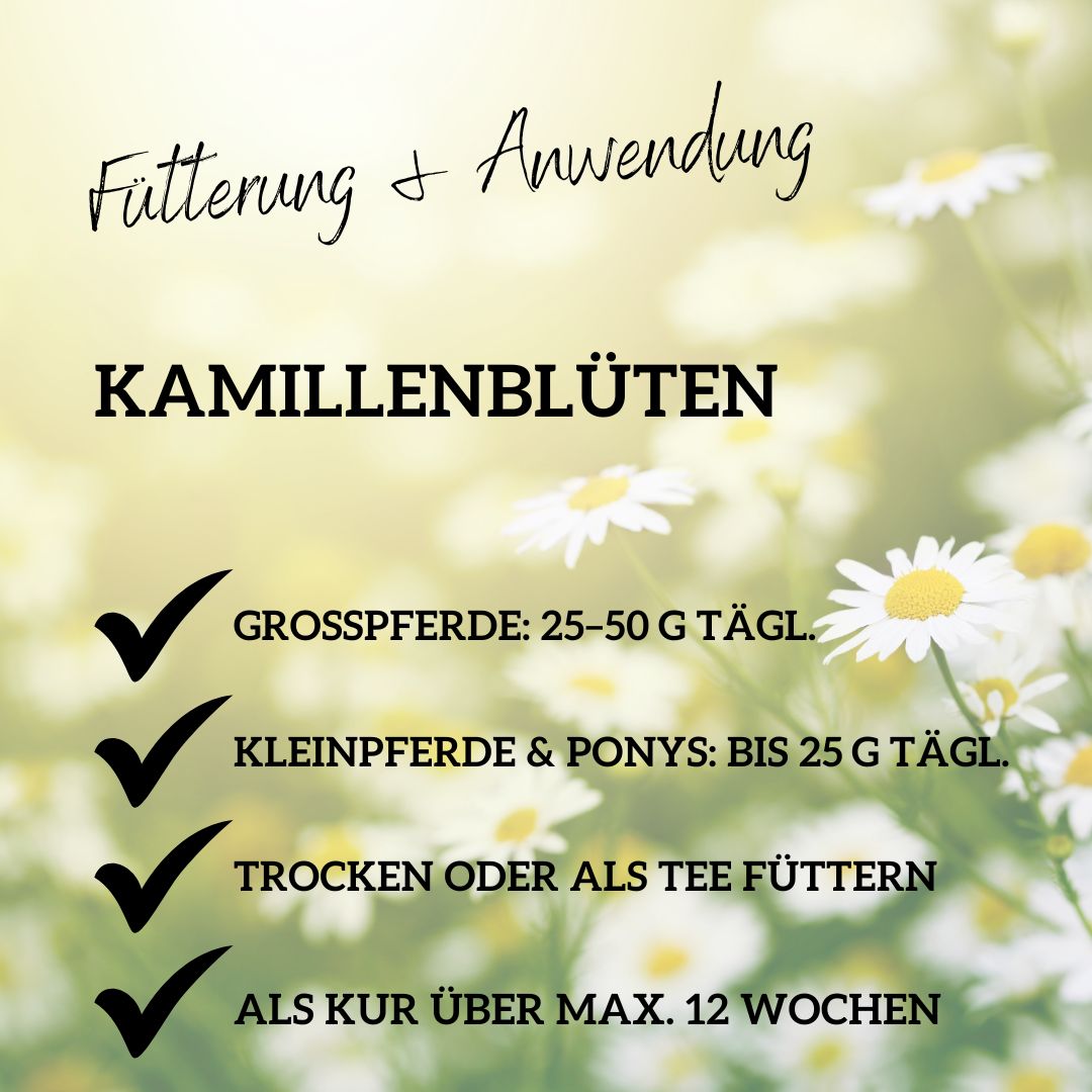 Kamille Pferd ganze Blüte