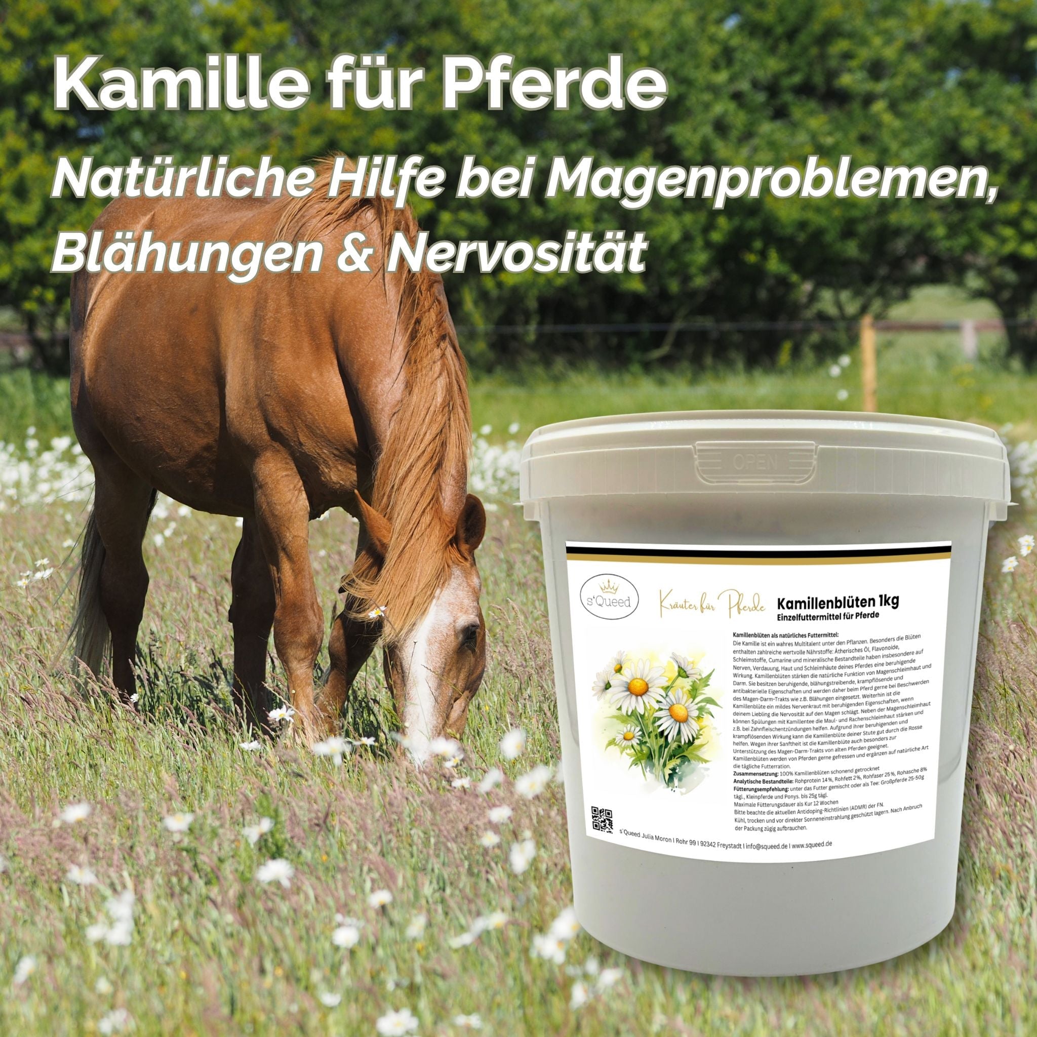 Kamille Pferd ganze Blüte