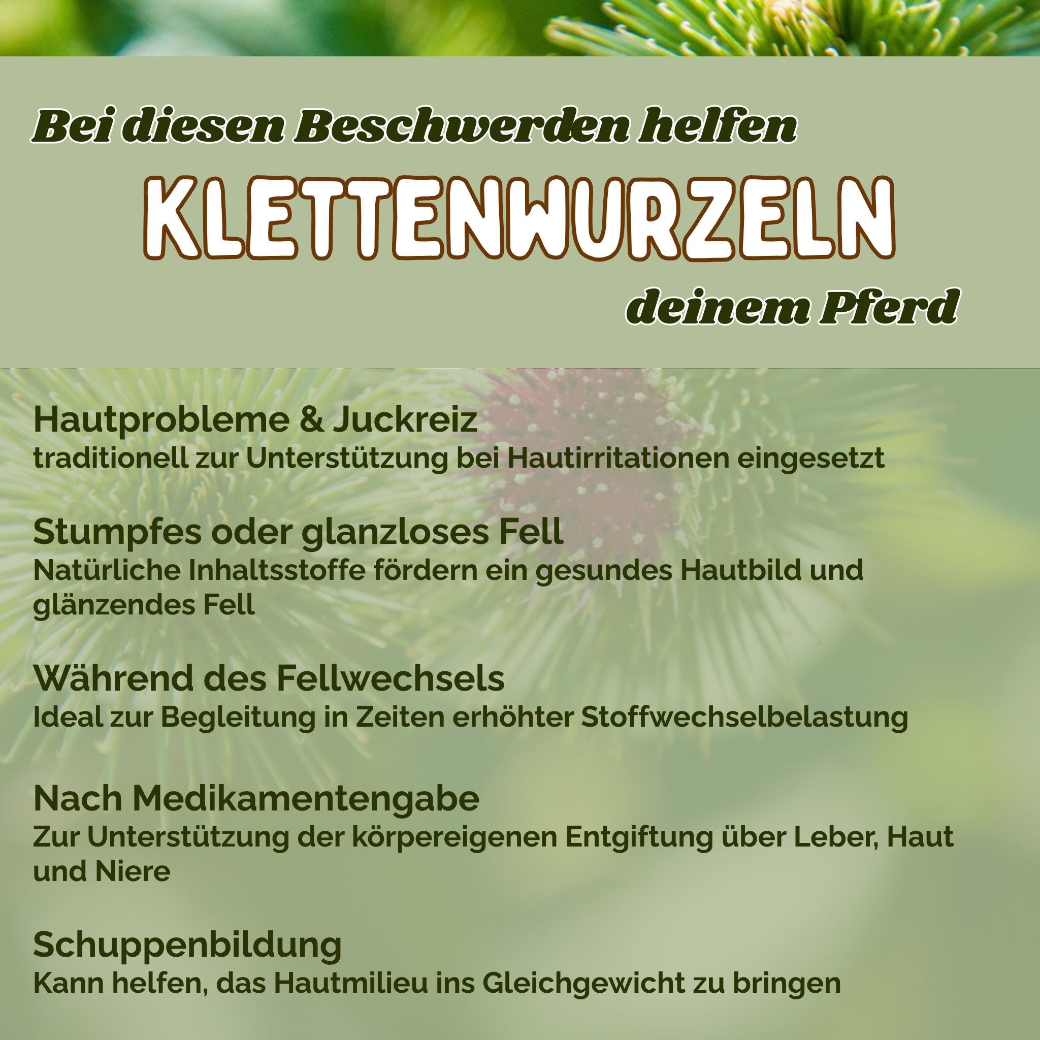 Klettenwurzel Pferd für Stoffwechsel, Haut & Fellwechsel