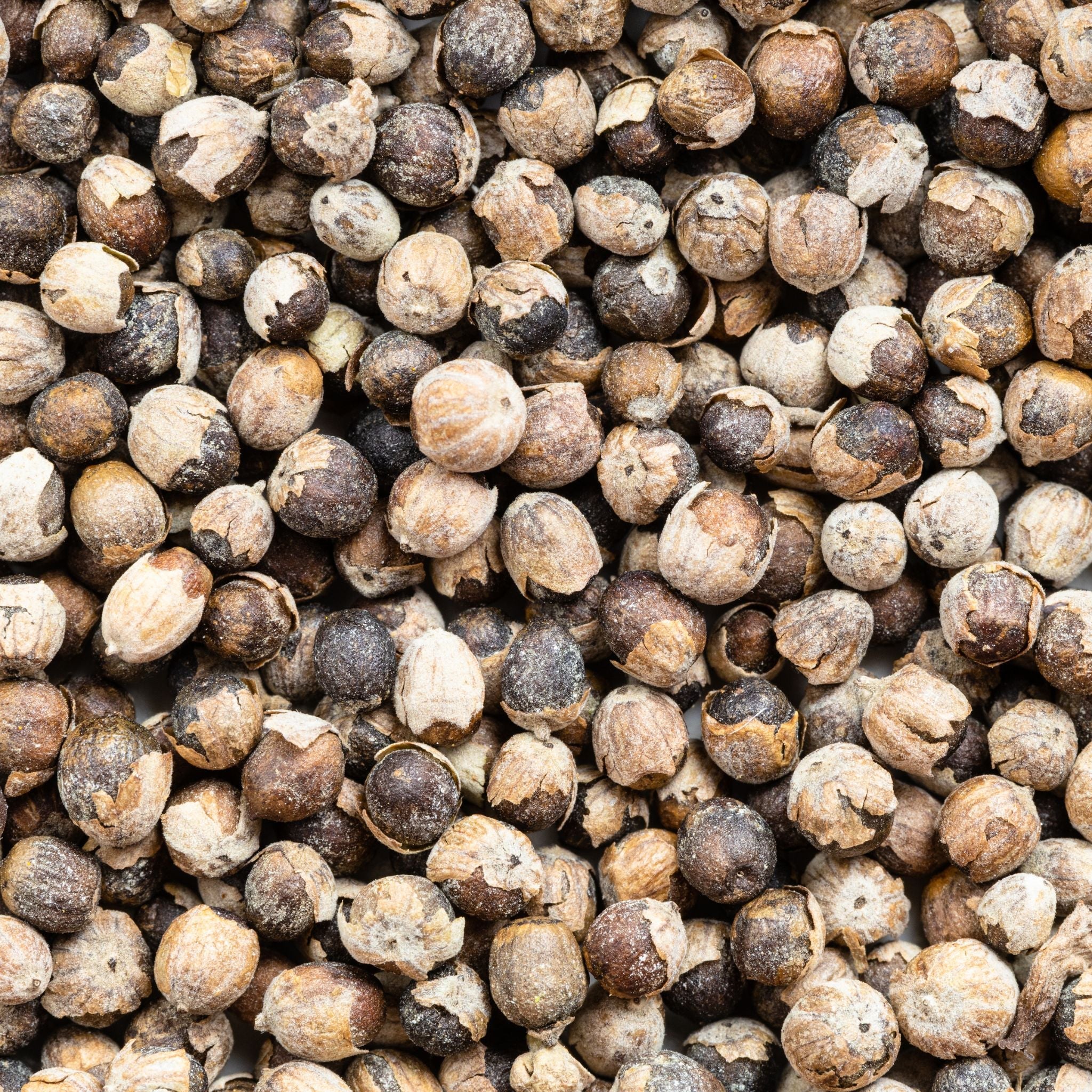 Mönchspfeffer Pferd - natürliche Hilfe bei rossigen Stuten