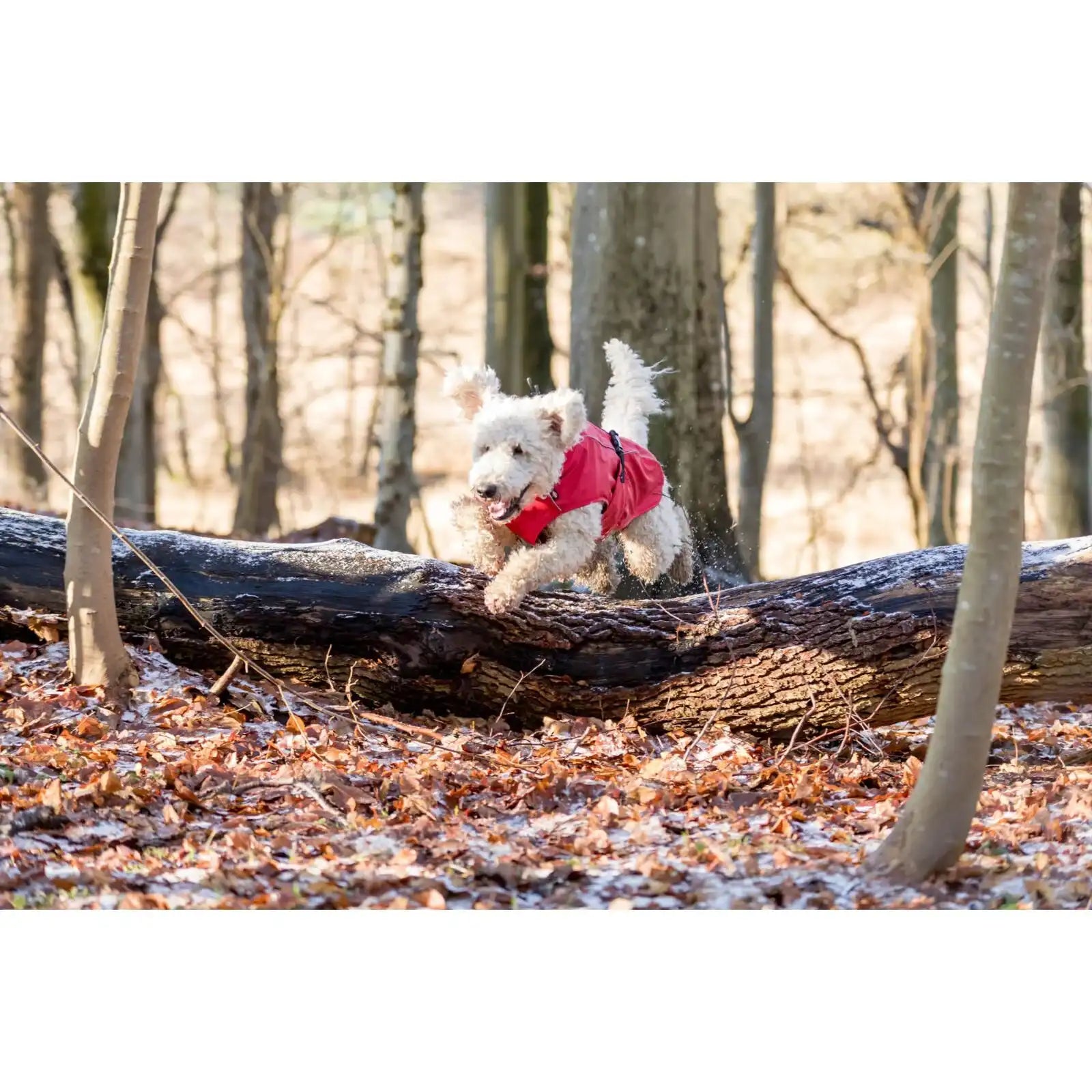 Regenmantel Vimy für Hunde