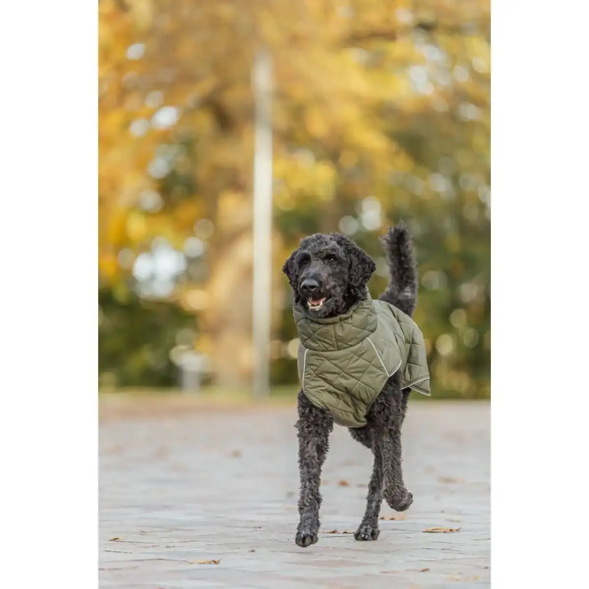 Hundemantel Minot