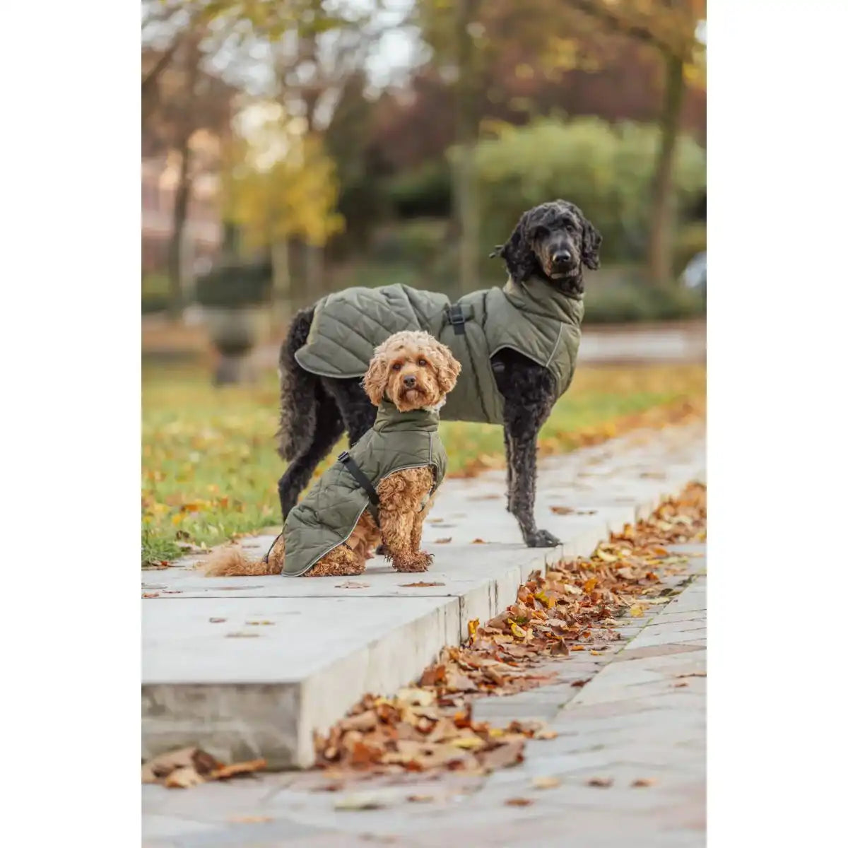 Hundemantel Minot
