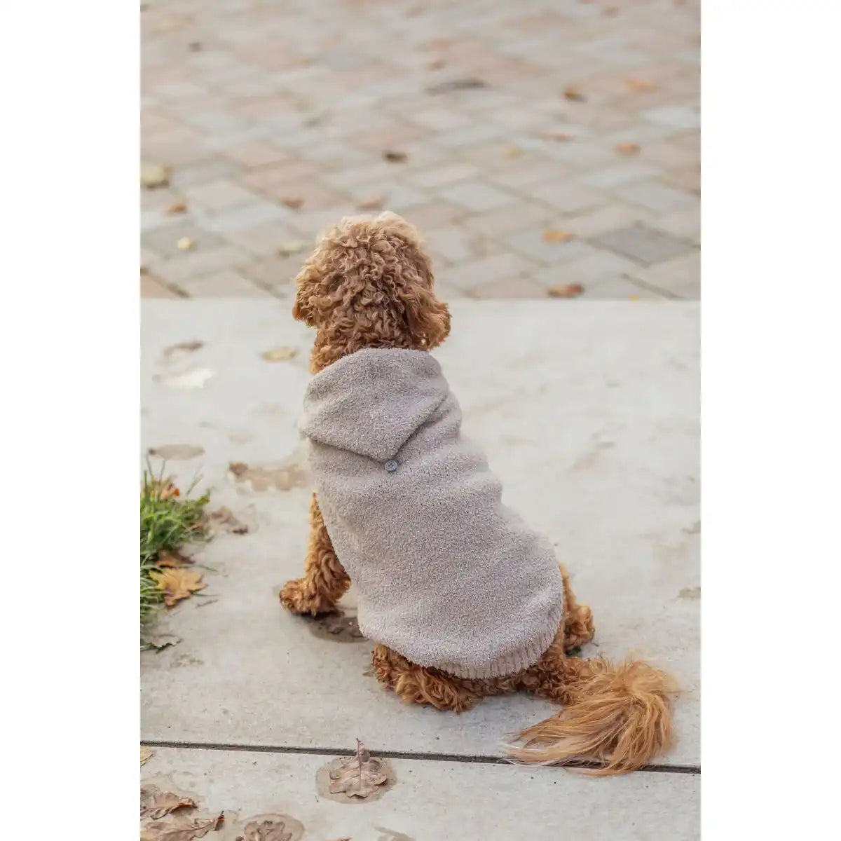 Hoodie Carson