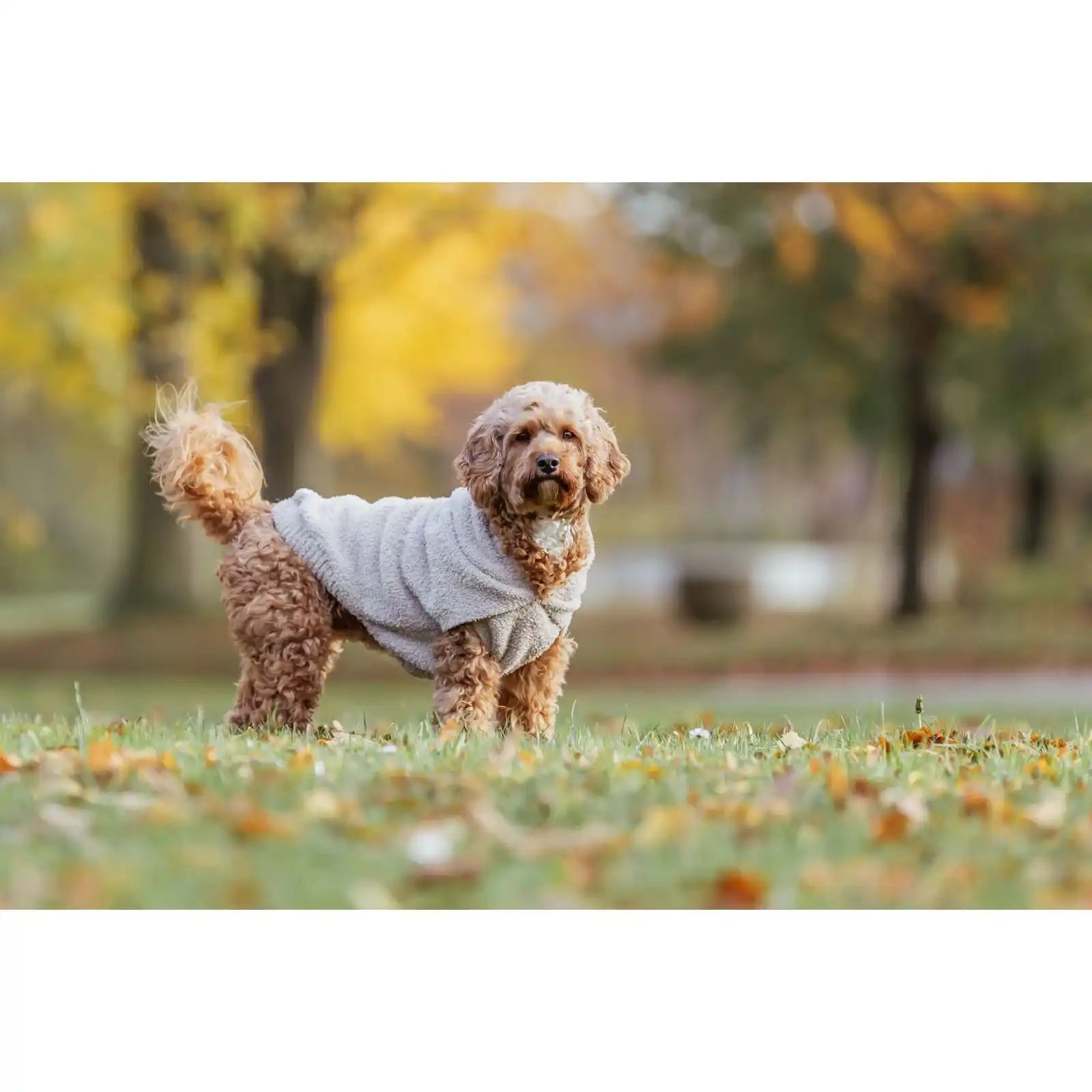 Hoodie Carson