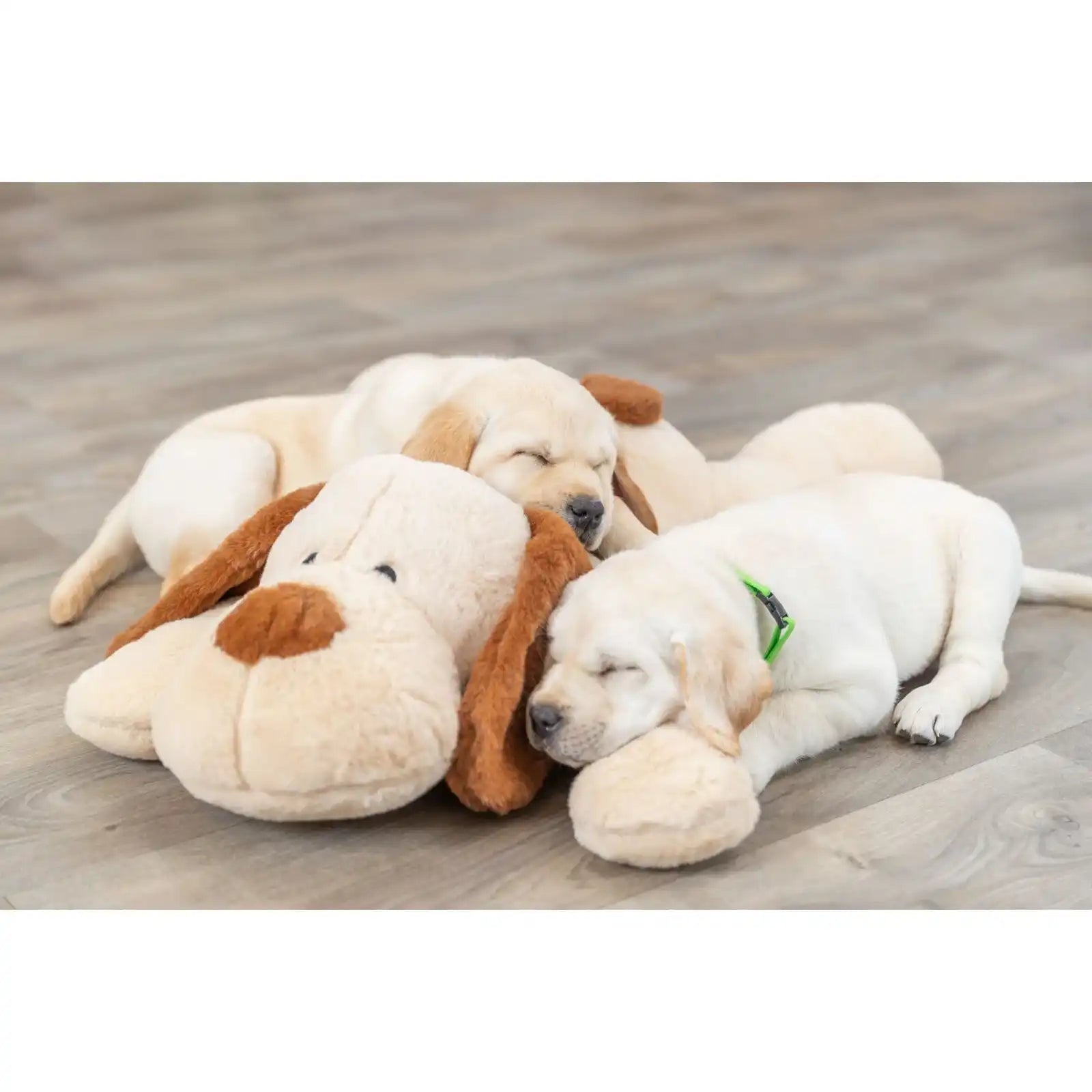Ankuschelhund Benny