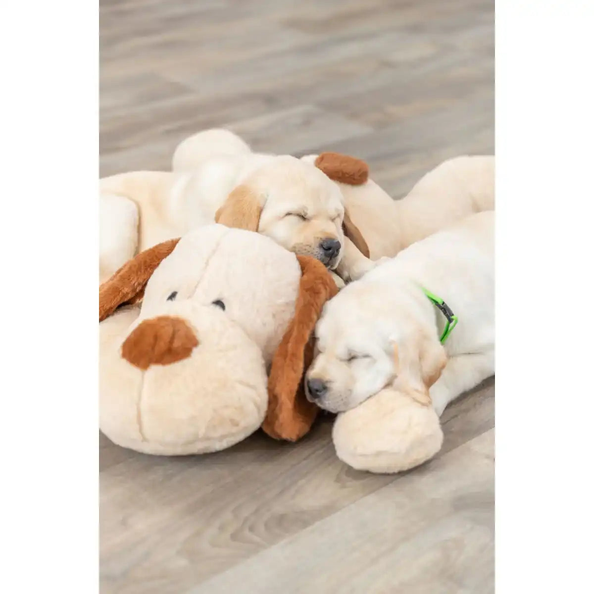 Ankuschelhund Benny