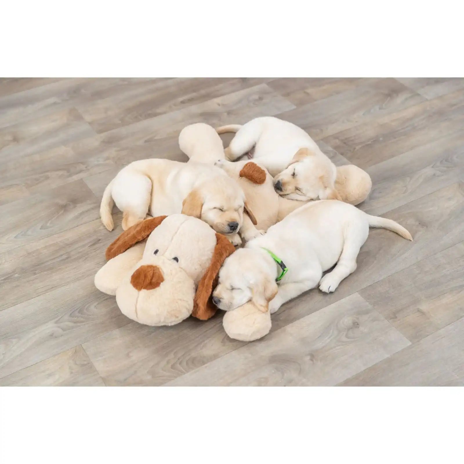 Ankuschelhund Benny