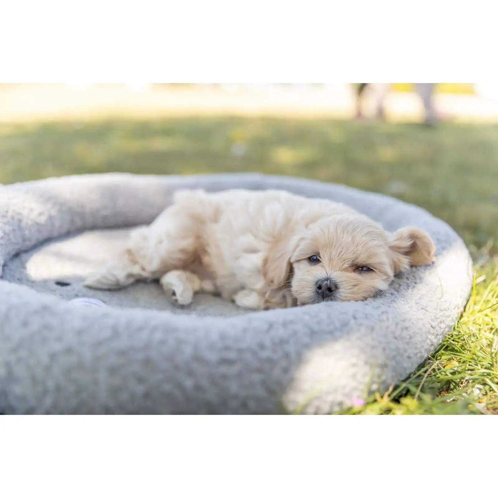 Junior Bett Hund