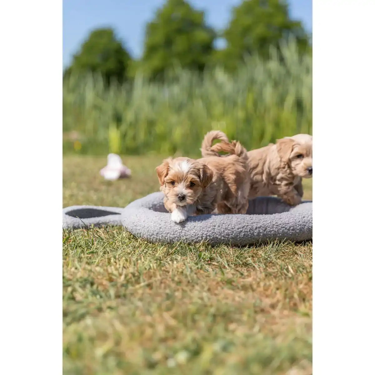 Junior Bett Hund