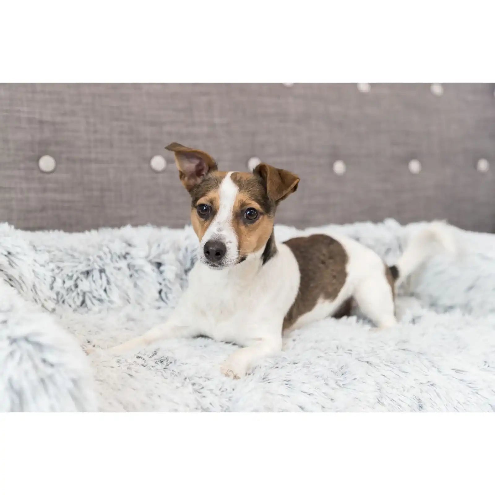 Polster-Schondecke Harvey