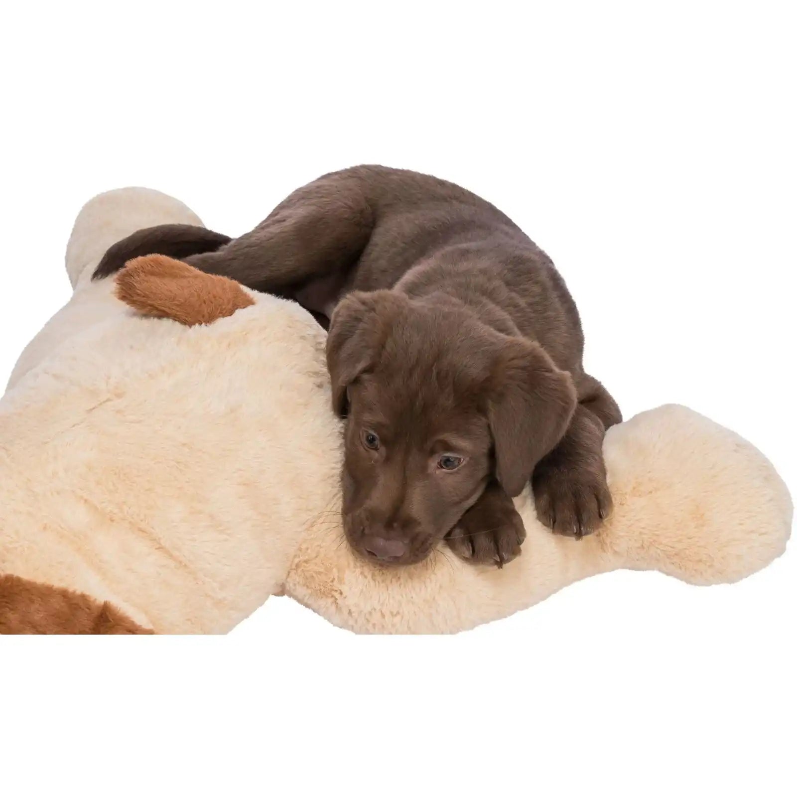 Ankuschelhund Benny