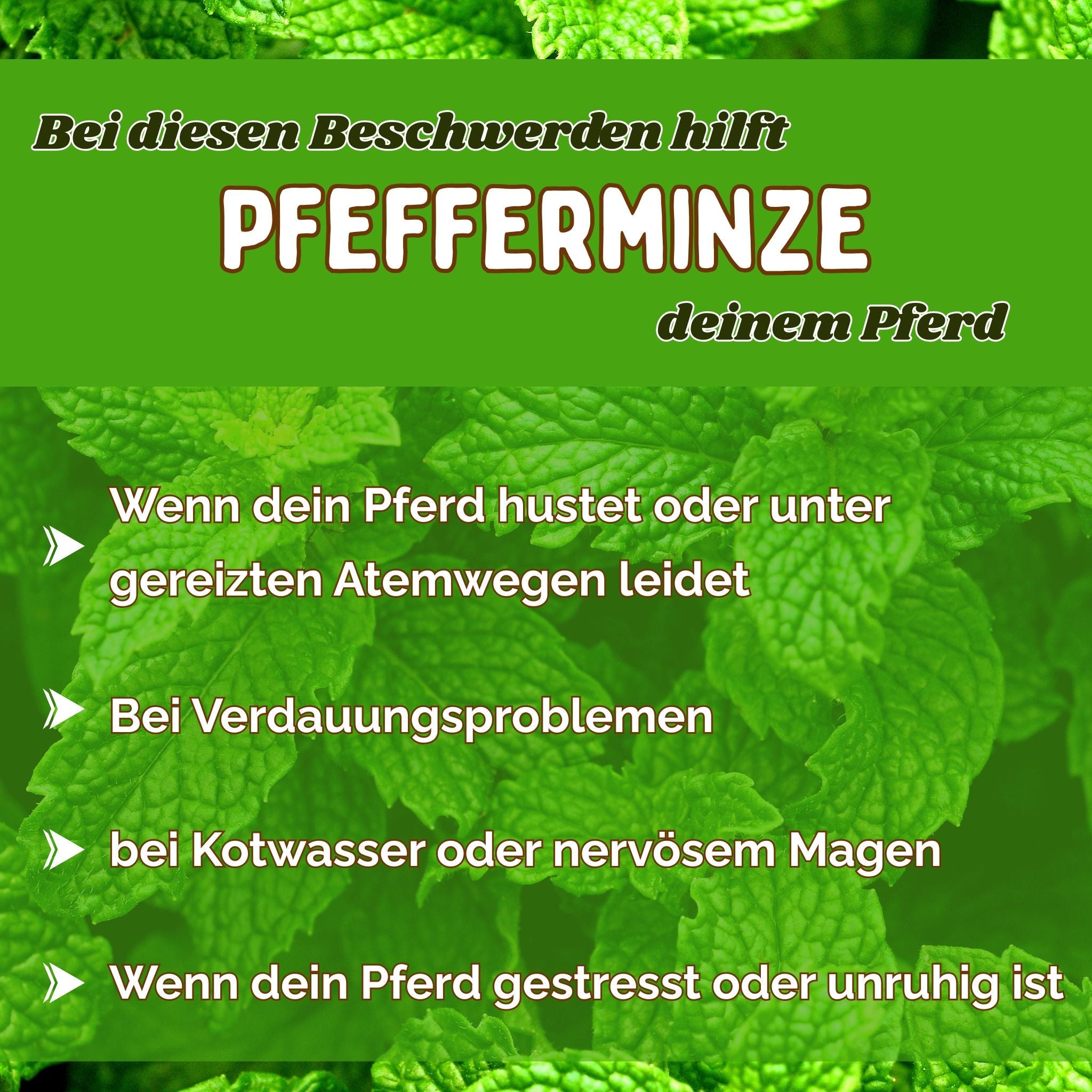 Pfefferminze Pferd - Hustenkräuter, Darmkräuter und Nervenkräuter für Pferde