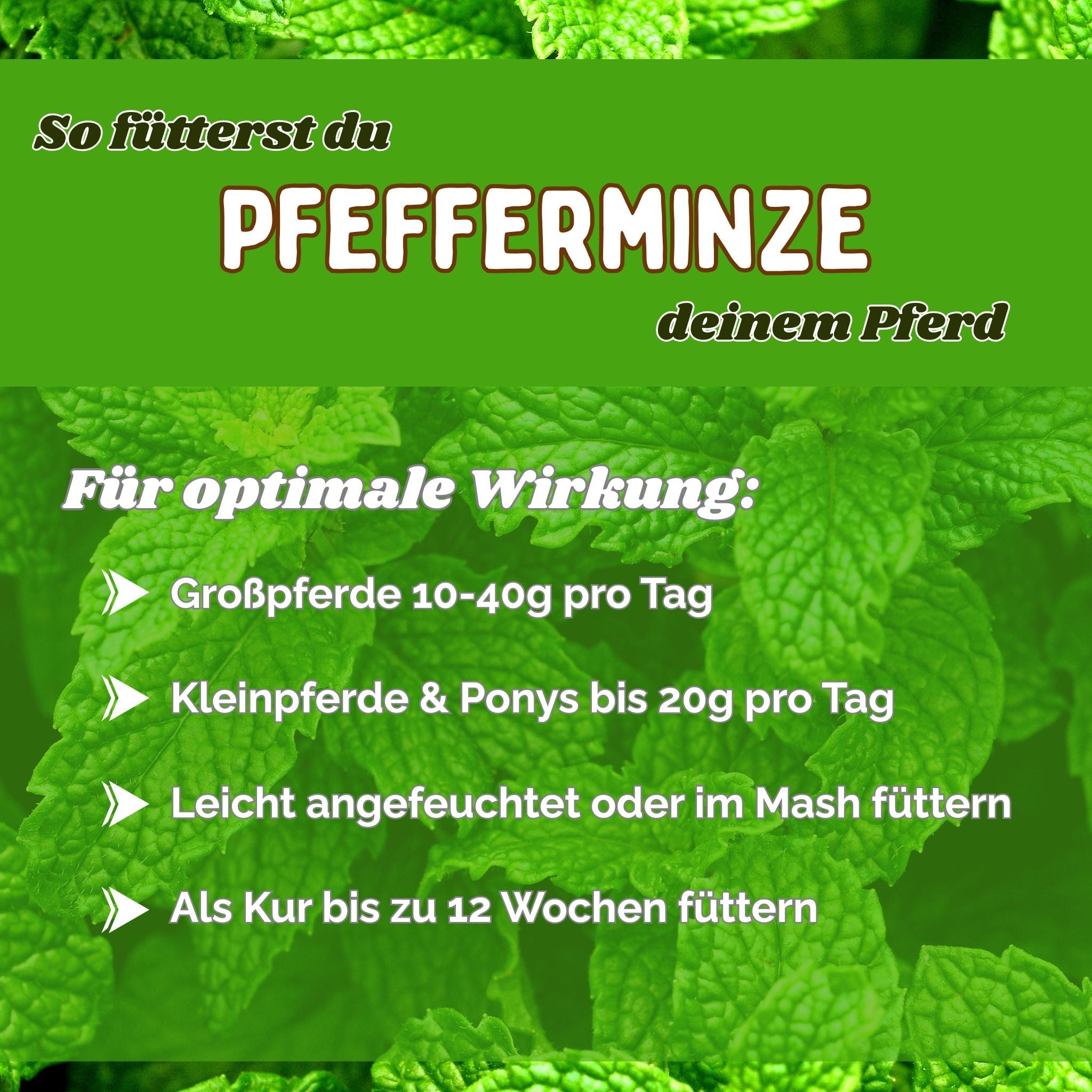 Pfefferminze Pferd - Hustenkräuter, Darmkräuter und Nervenkräuter für Pferde