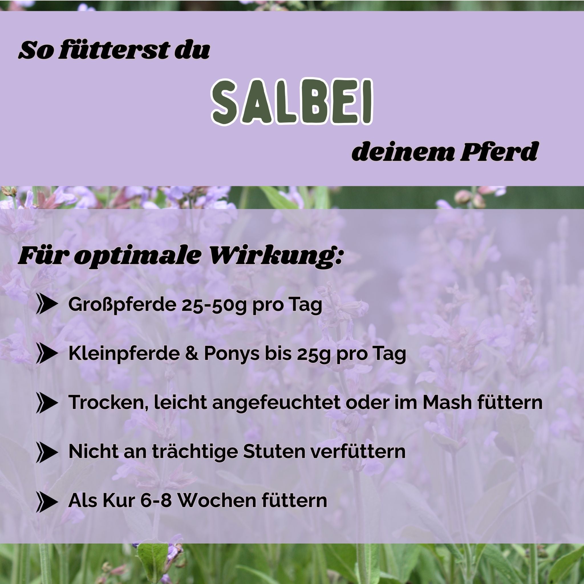 Salbei Pferd - Hustenkräuter für Pferde - Magenkräuter & Immunkräuter