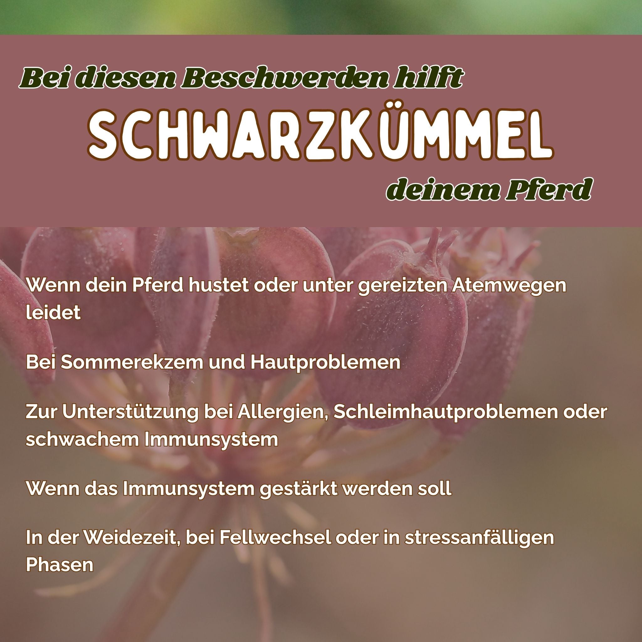 Schwarzkümmel Pferd - Hustenkräuter für Pferde - Immunkräuter