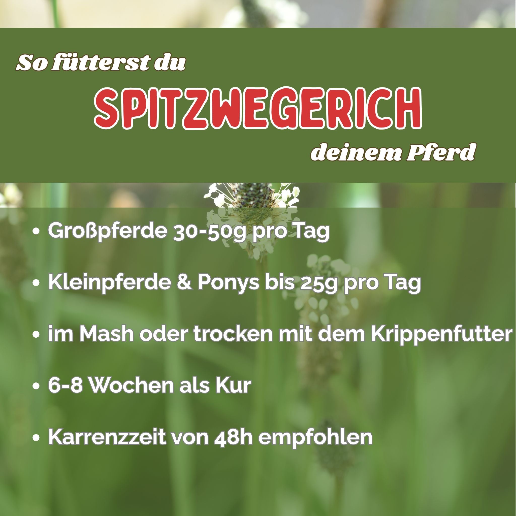 Spitzwegerich Pferd - Hustenkräuter für Pferde - Schleimlöser Pferd