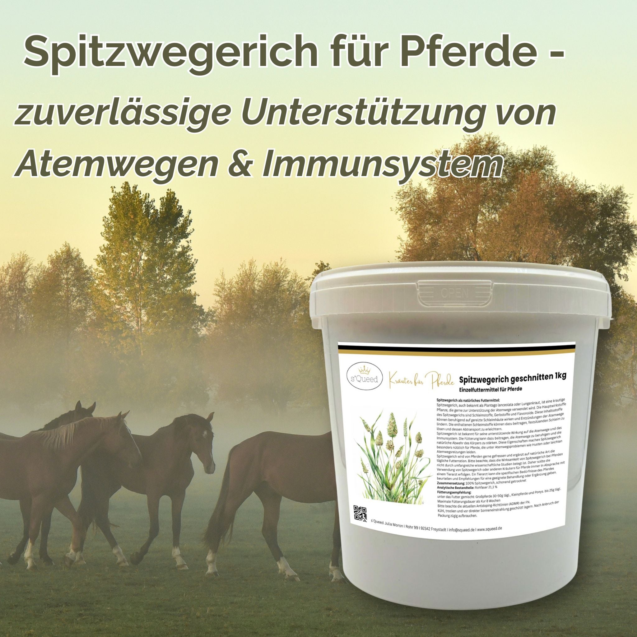 Spitzwegerich Pferd - Hustenkräuter für Pferde - Schleimlöser Pferd