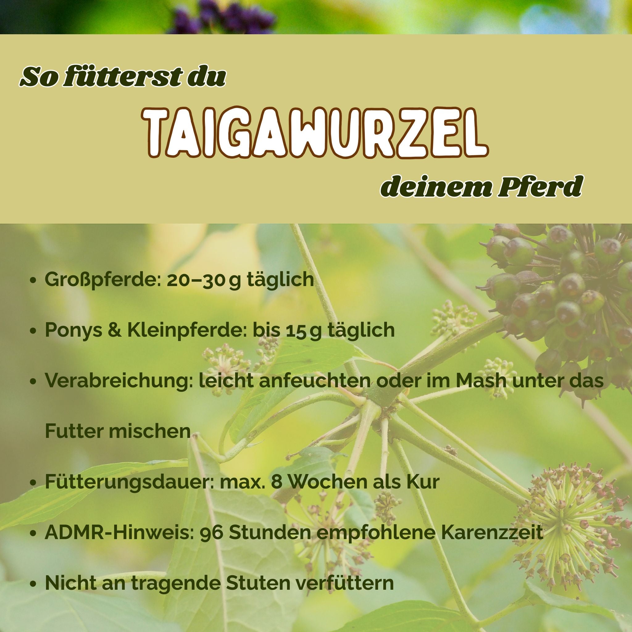 Taigawurzel Pferd - Immunsystem Pferd stärken