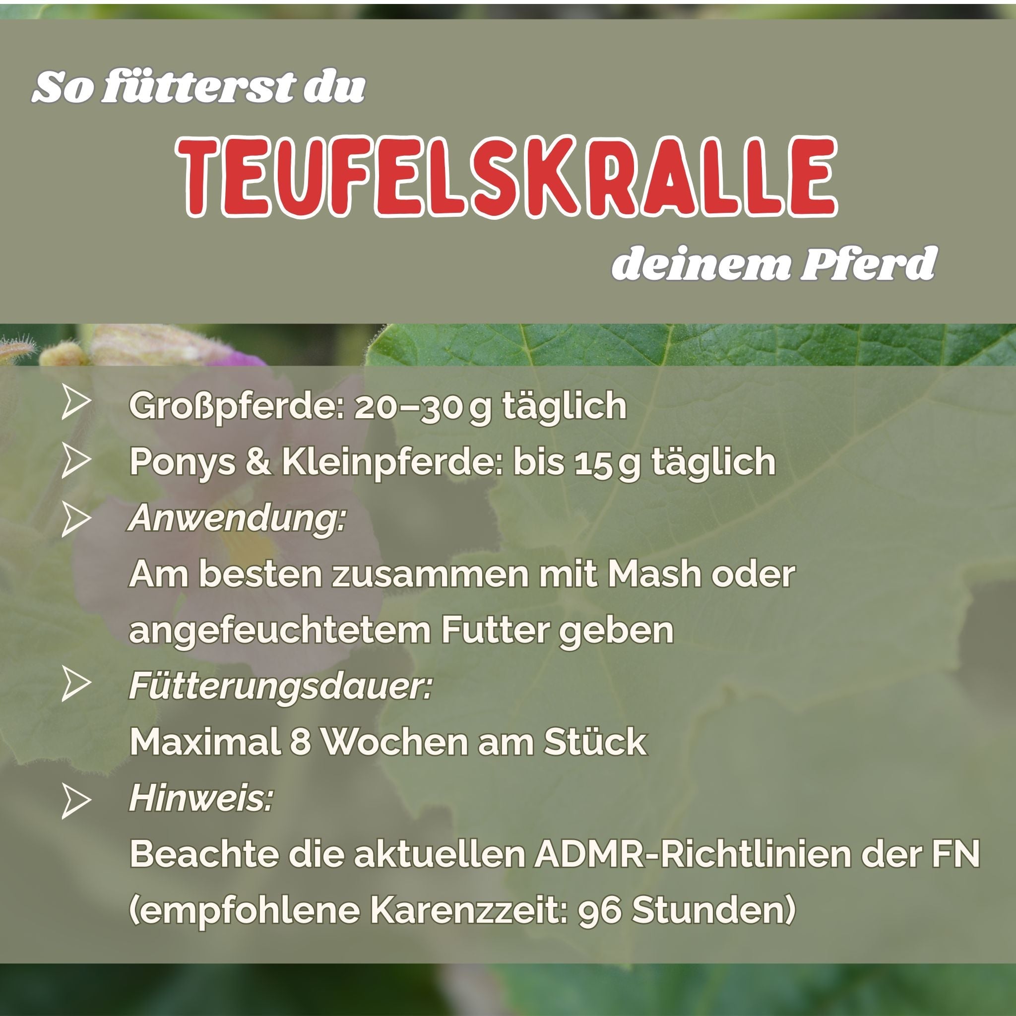 Teufelskralle Pferd geschnitten