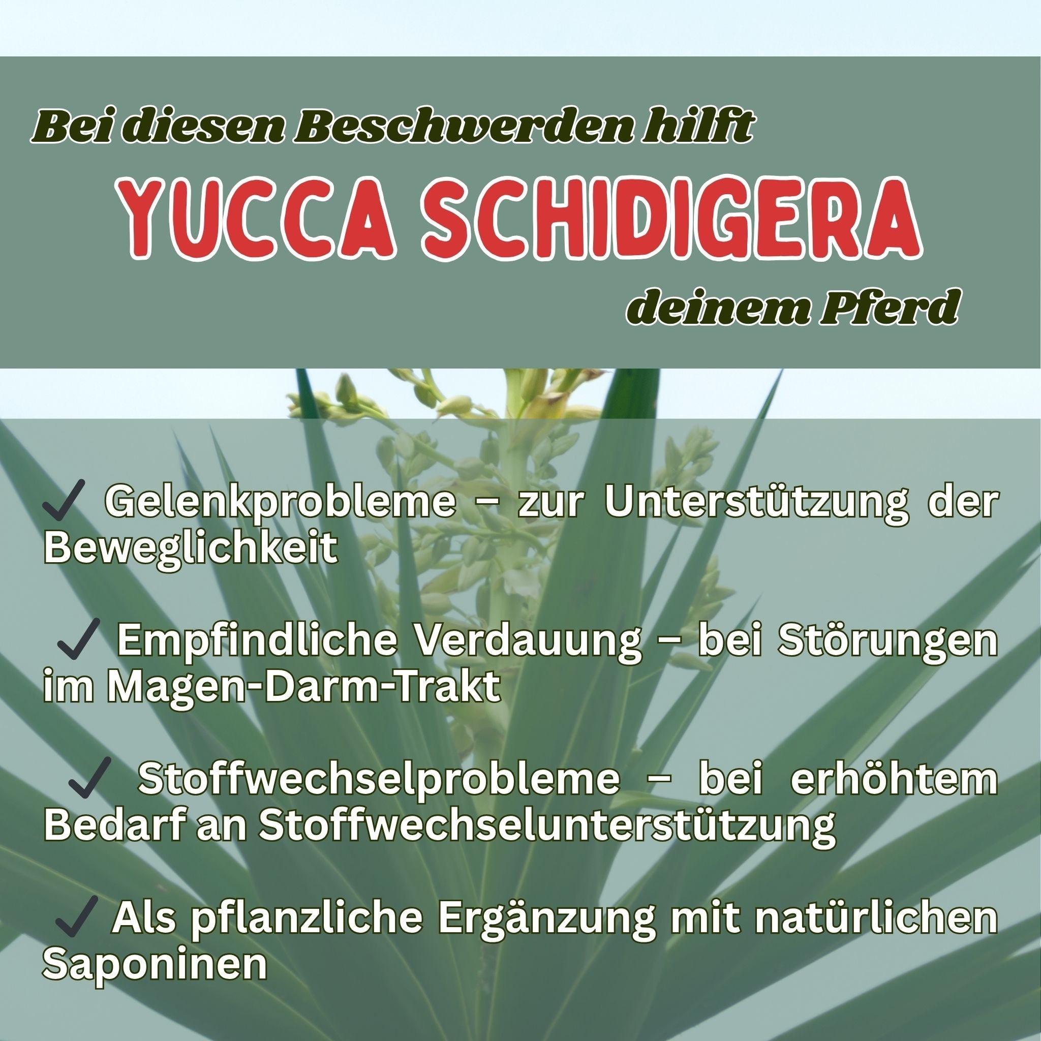 Yucca schidigera Pferd - Pulver für Gelenke, Verdauung und Stoffwechsel