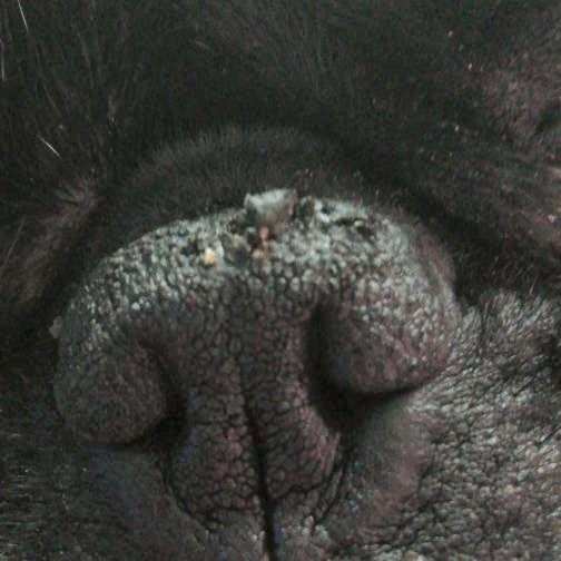 Nasenbutter Pflegestift