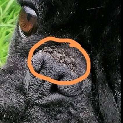 Nasenbutter Pflegestift