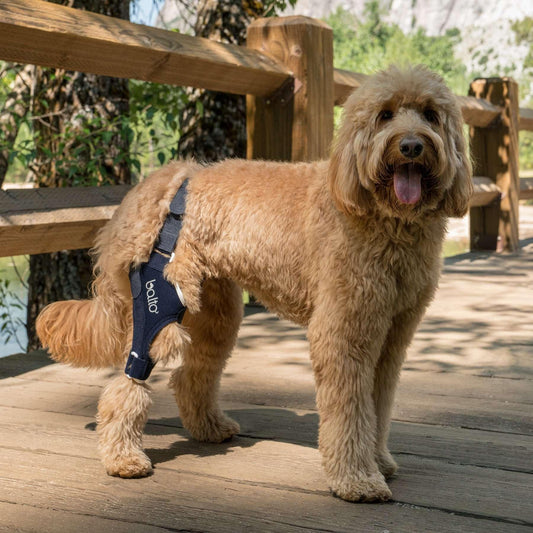 Wenn dein Hund humpelt – wann eine Orthese helfen kann - Trittwerk.com