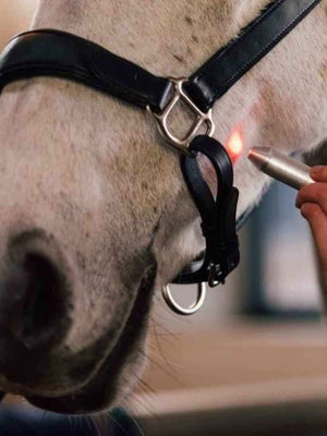 Activomed WLP Pointer Laser für Pferde