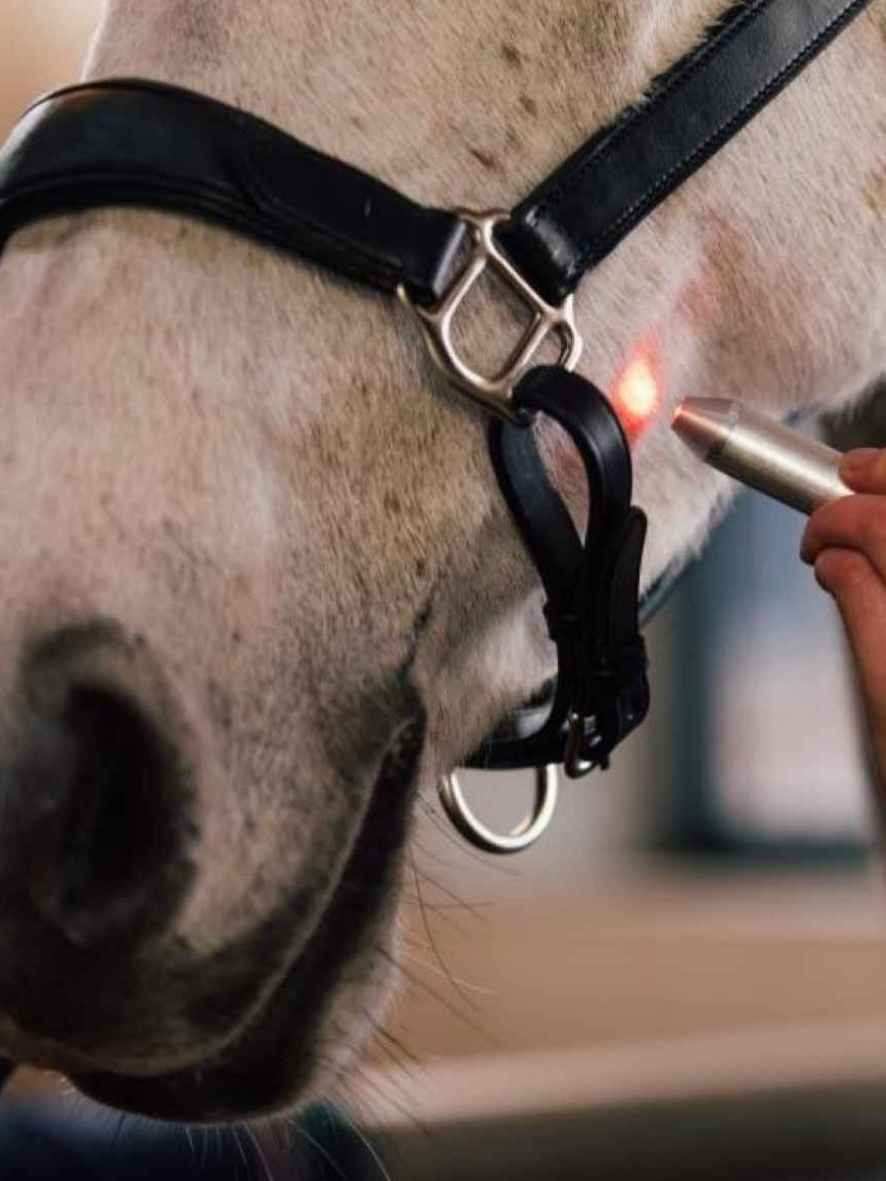 Activomed WLP Pointer Laser für Pferde