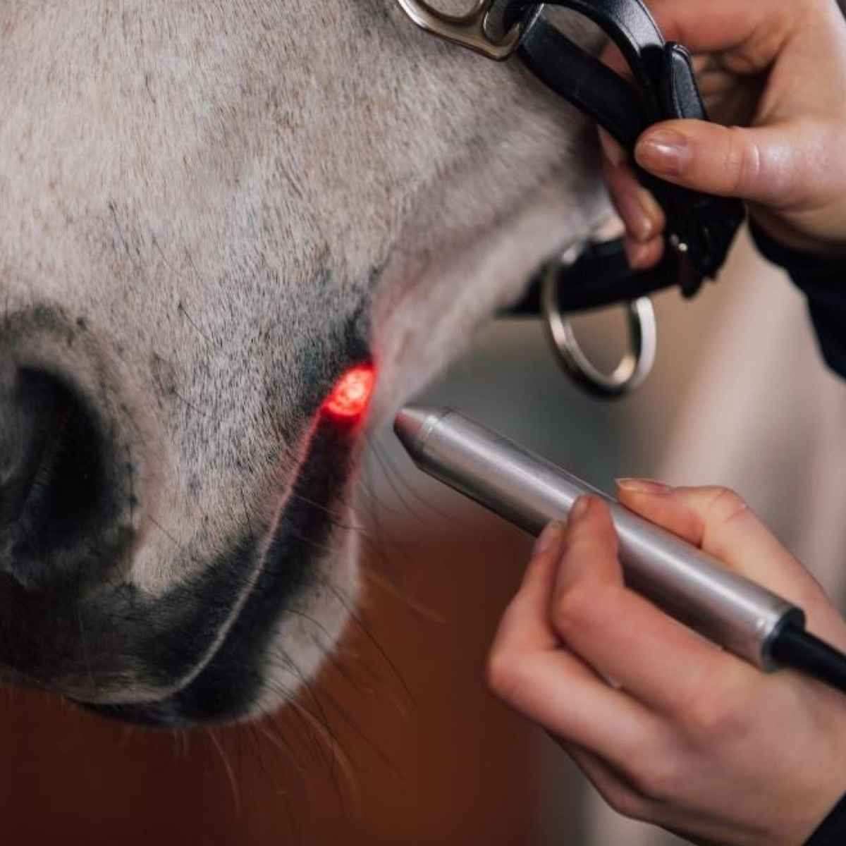 Activomed WLP Pointer Laser für Pferde