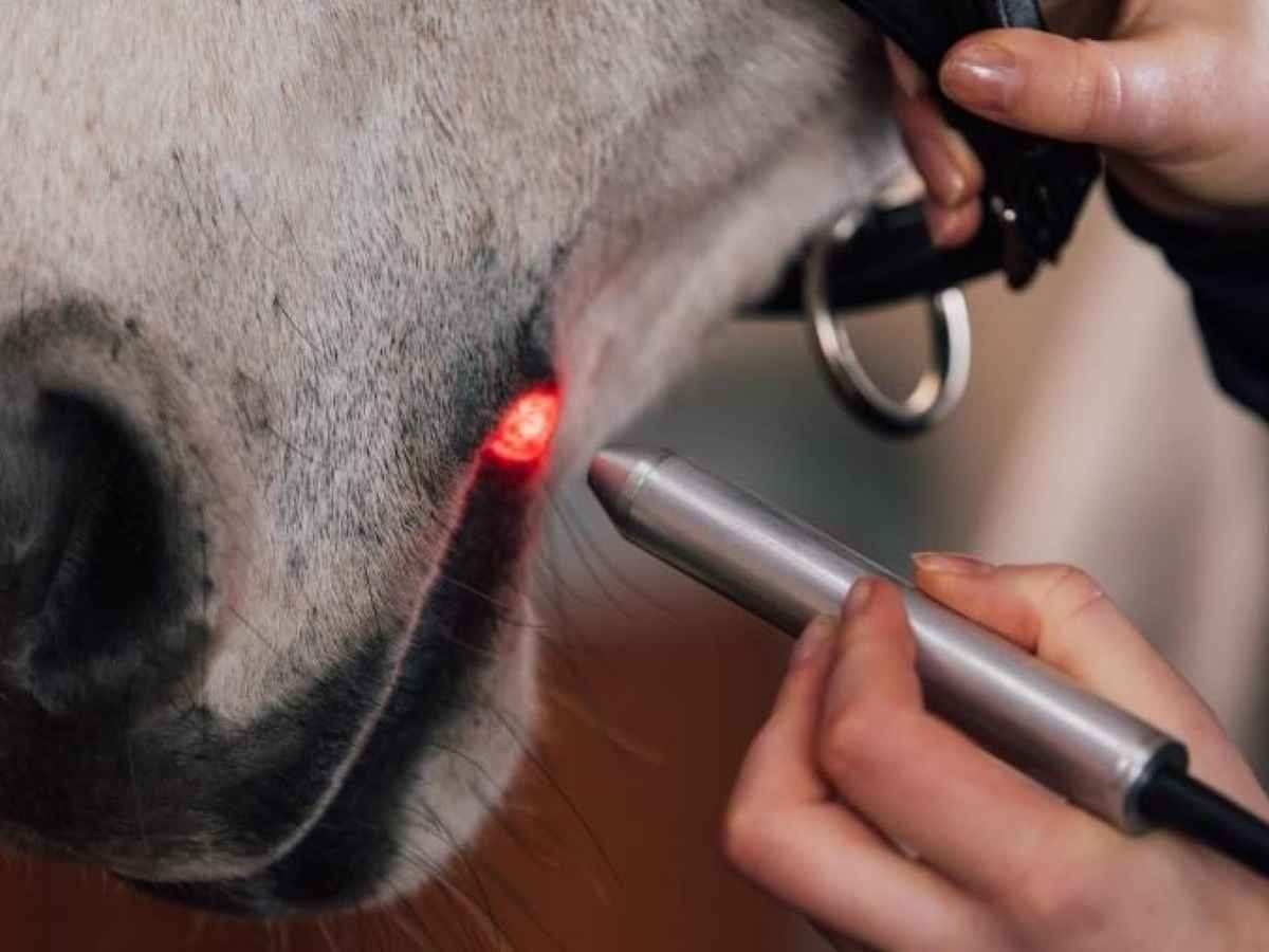 Activomed WLP Pointer Laser für Pferde